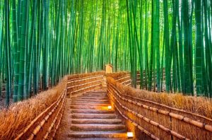 hutan-bambu-sagano-di-kyoto-keajaiban-alam-yang-memikat-wisatawan-global