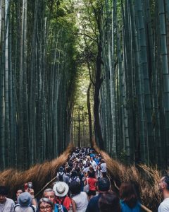 hutan-bambu-sagano-di-kyoto-keajaiban-alam-yang-memikat-wisatawan-global